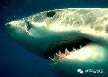 充電市場巨頭博弈：國網撤了 鯰魚來了 鯊魚也來了